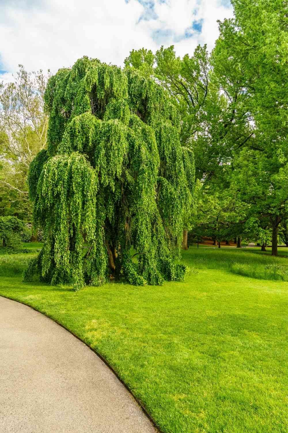 Brooklyn Botanic Garden in New York City