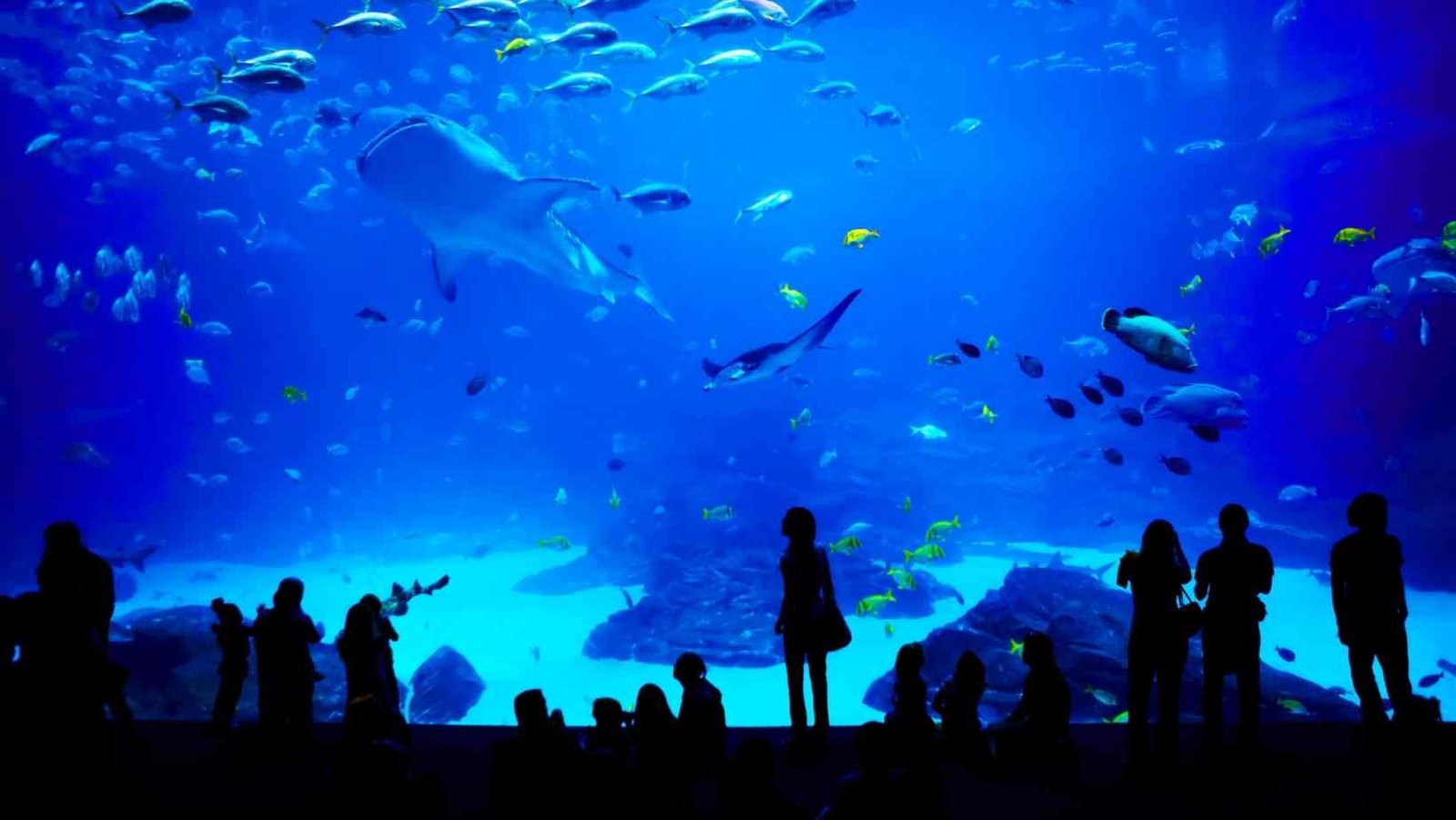 Best Aquariums in the US to Visit