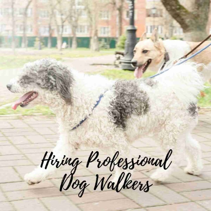 The Benefits Of Hiring Professional Dog Walkers