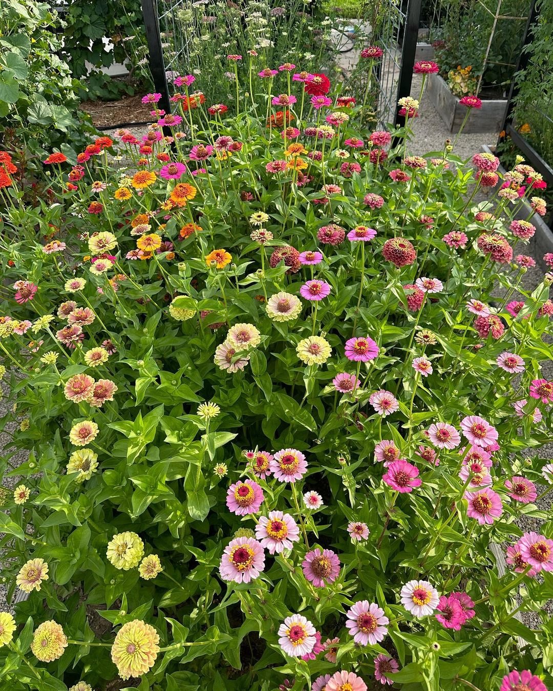 Kaleidoscope of Zinnias