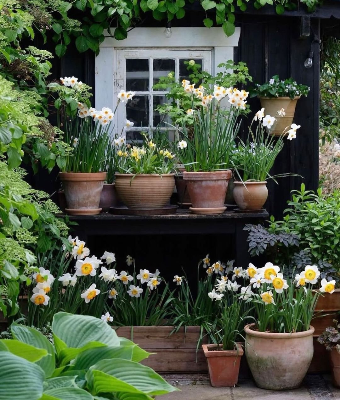 Potted Narcissus Display