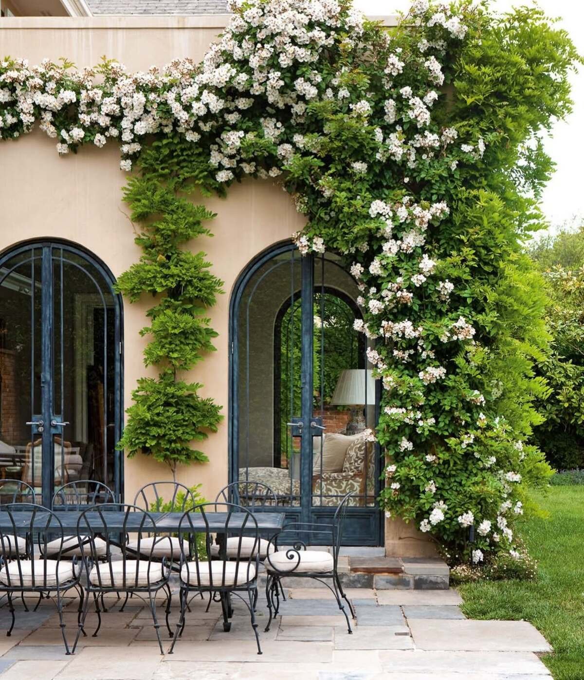A Wall Of Climbing Hydrangea