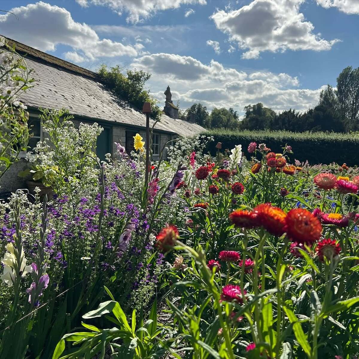 House Among A Wildflower Field
