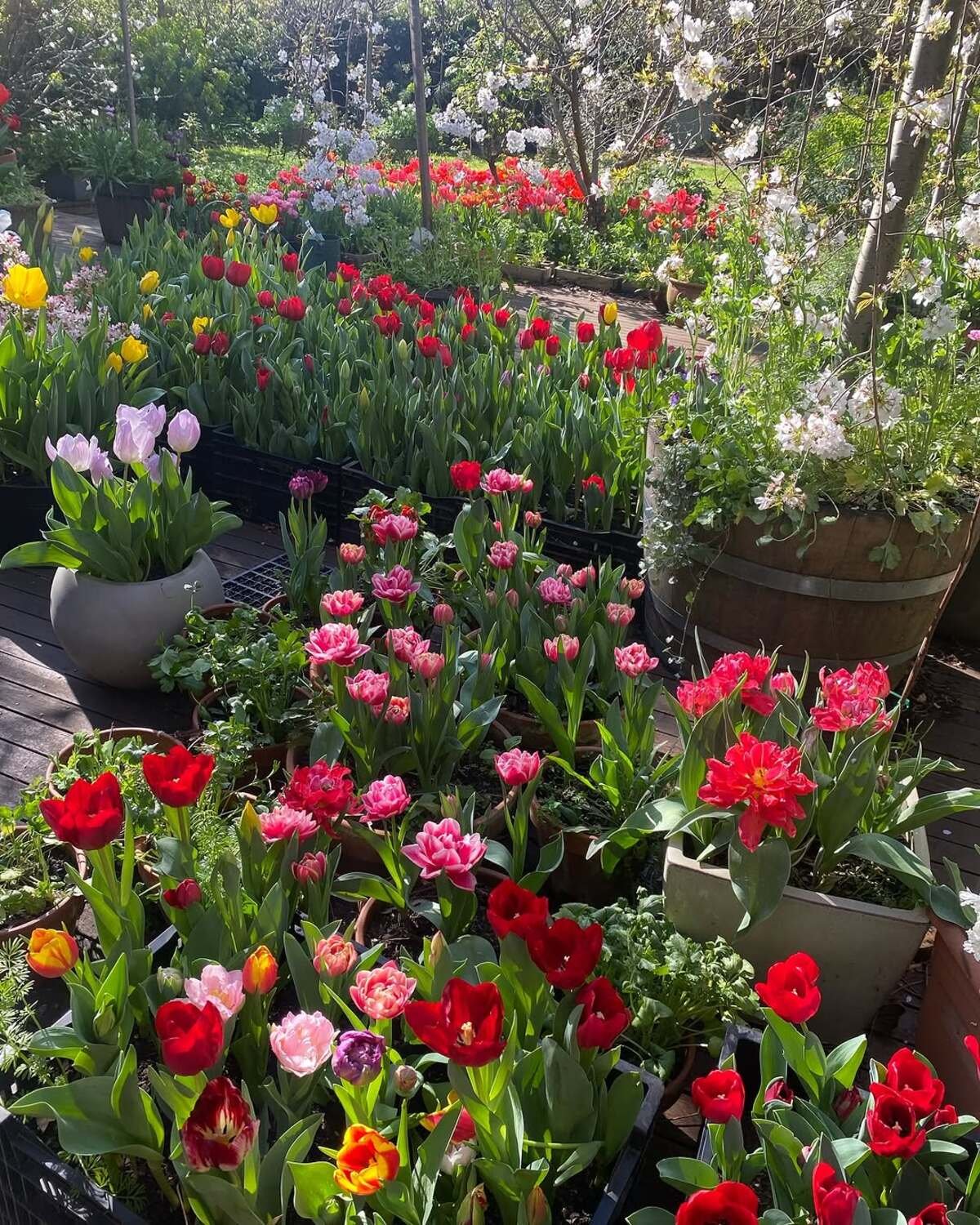 Potted Spring Garden