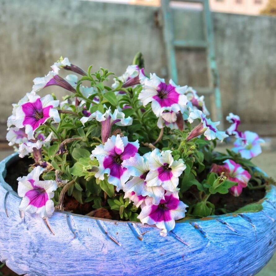 Repurposed Car Tire Planter