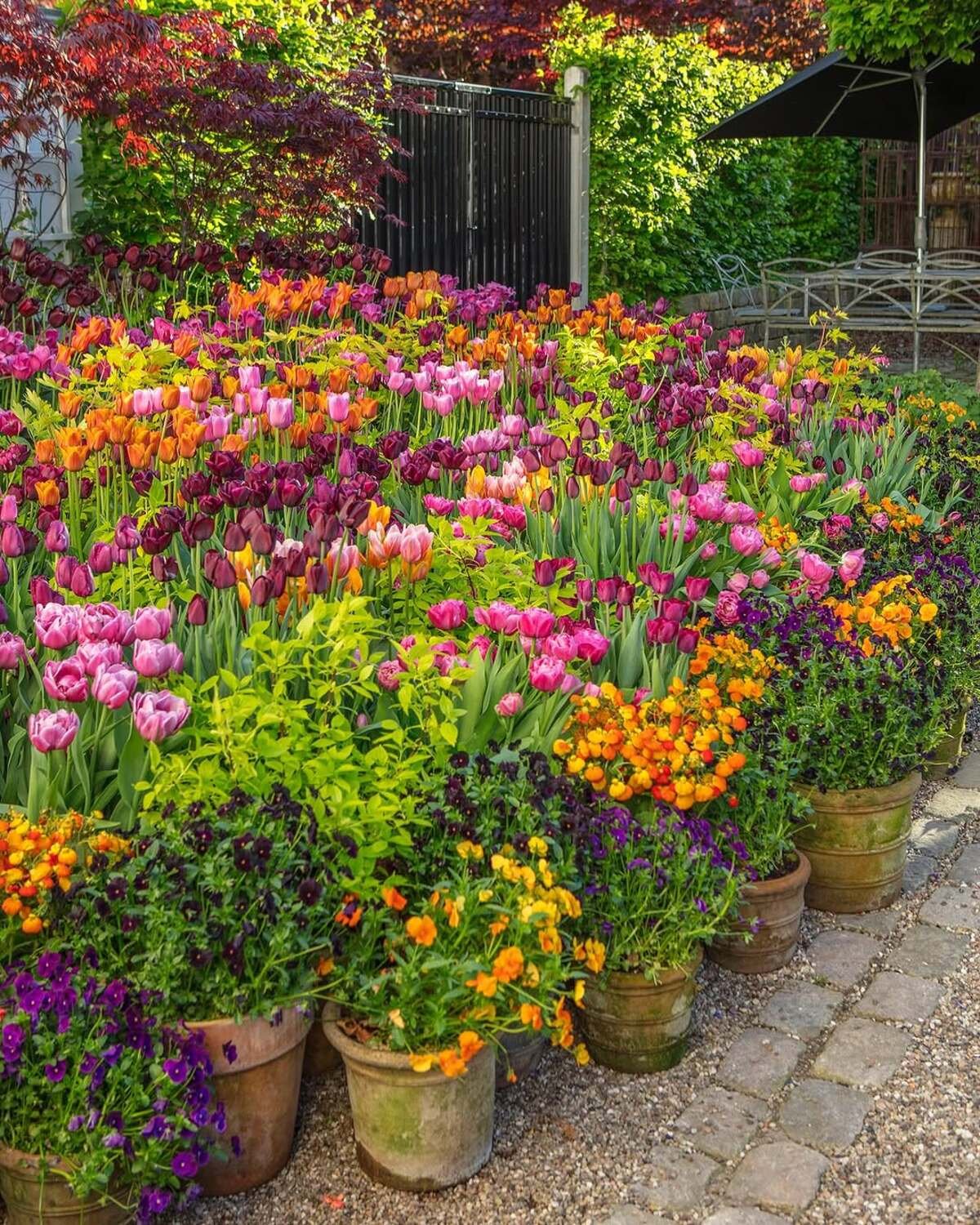 Spring Fairy Land