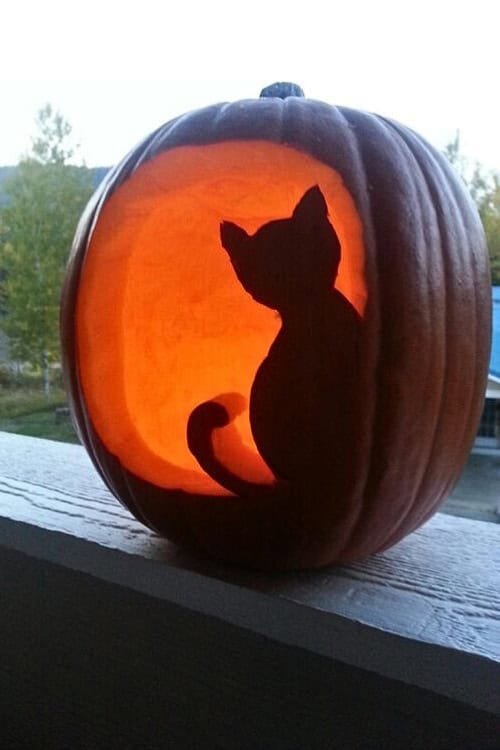 Mysterious Cat
