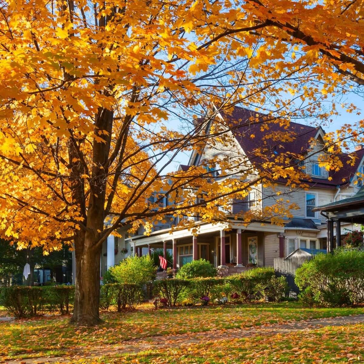 Bring a Grand Feel with a Sugar Maple Tree