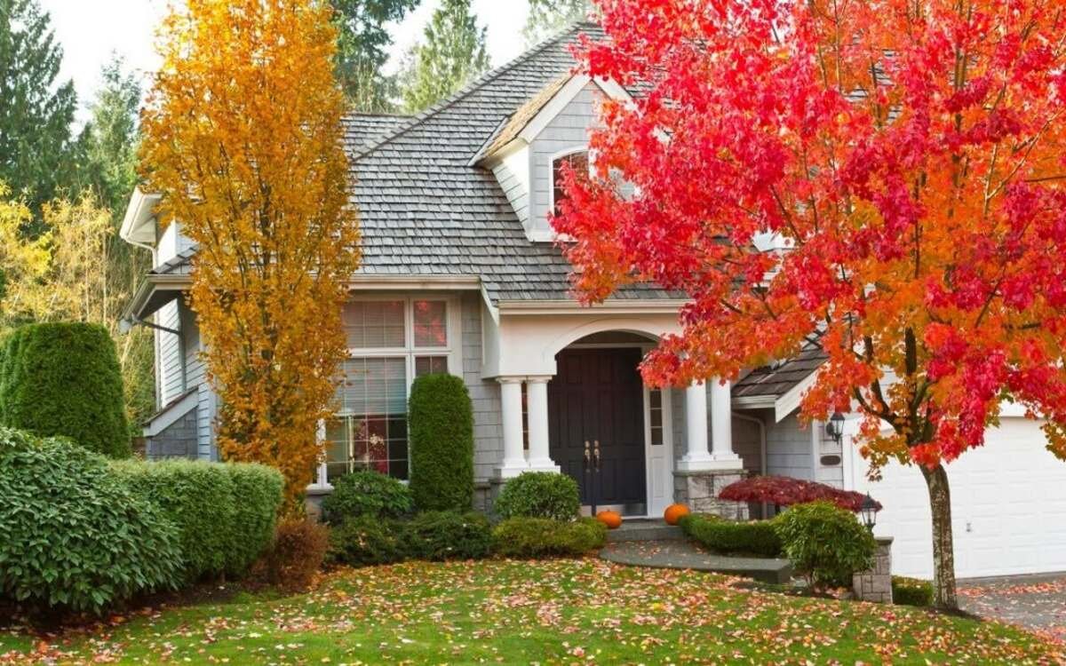 Contrast with Your Trees