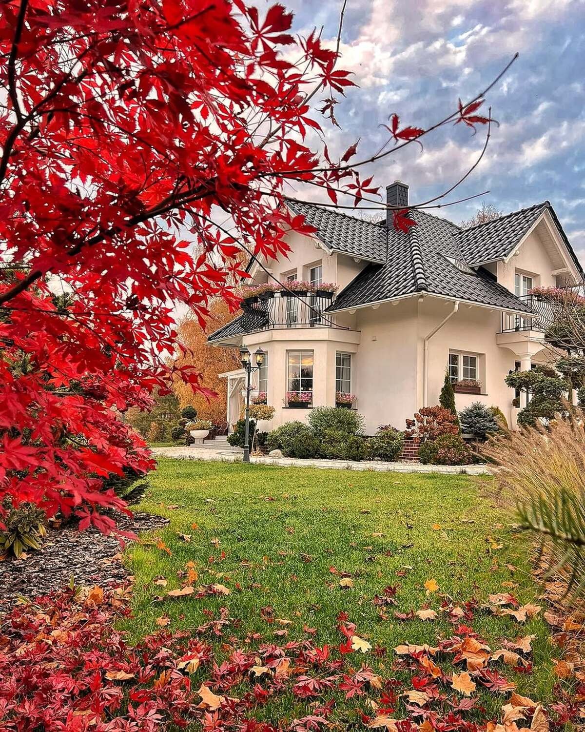 Impress with a Japanese Maple