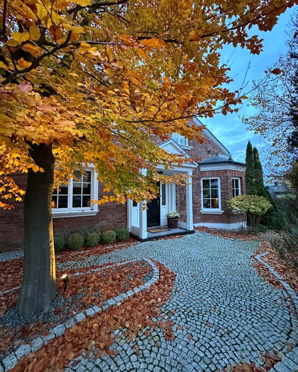 Warm Up the Yard with a European Beech Tree
